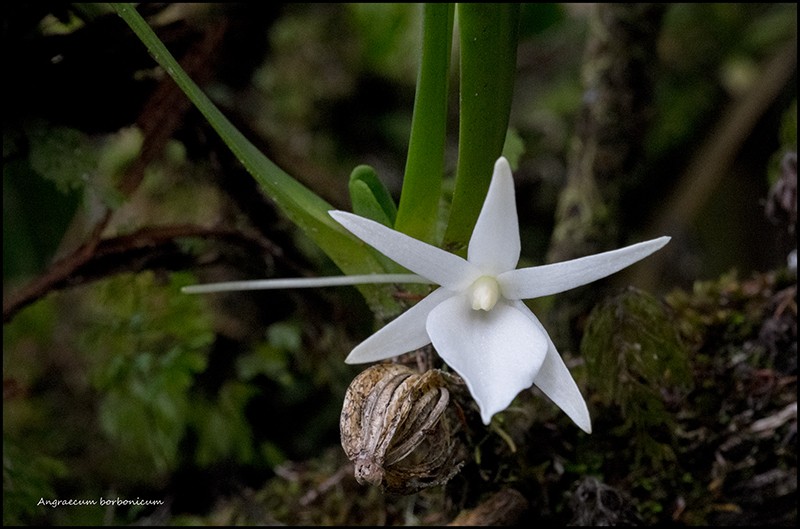 Angraecum borbonicum, orchidée commune mais capricieuse Angrae85