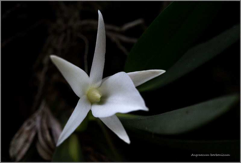 Angraecum borbonicum, orchidée commune mais capricieuse Angrae87