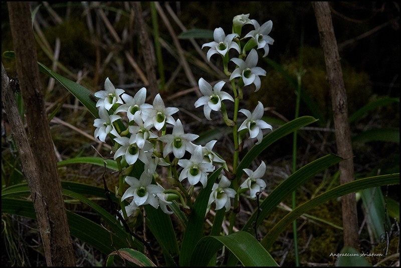 Angraecum borbonicum, orchidée commune mais capricieuse Angrae90