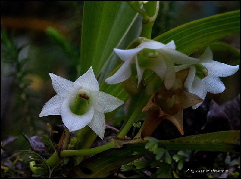 Angraecum borbonicum, orchidée commune mais capricieuse Angrae91