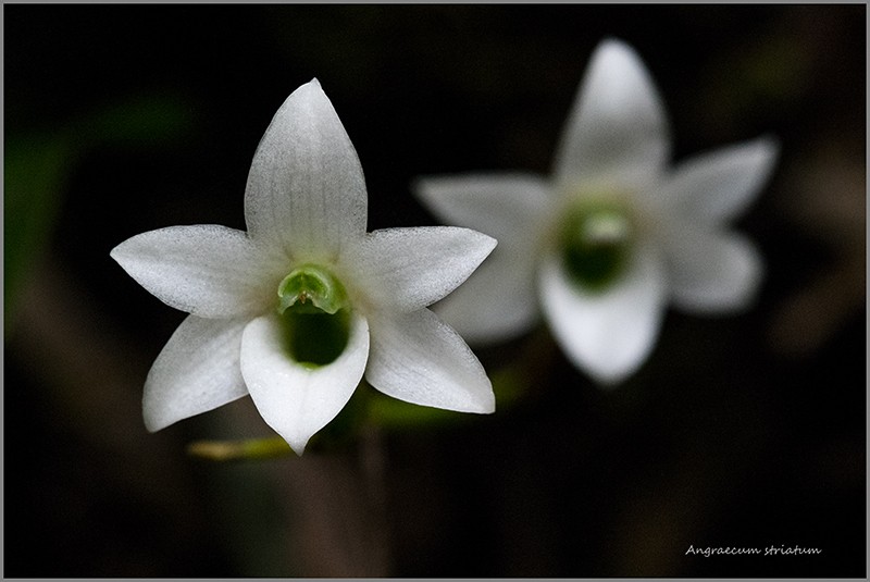 Angraecum borbonicum, orchidée commune mais capricieuse Angrae92