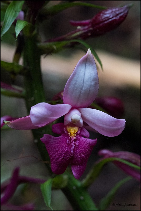 Angraecum cornigerum, la belle endémique Calant11