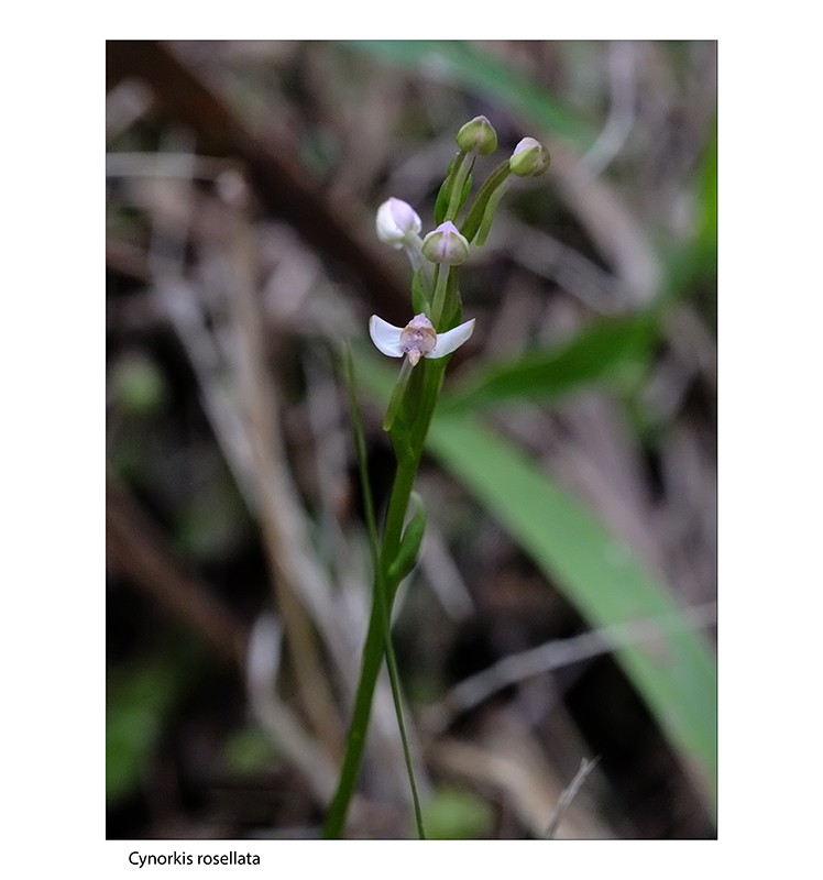 phaius pulchellus ...enfin. Cynork10