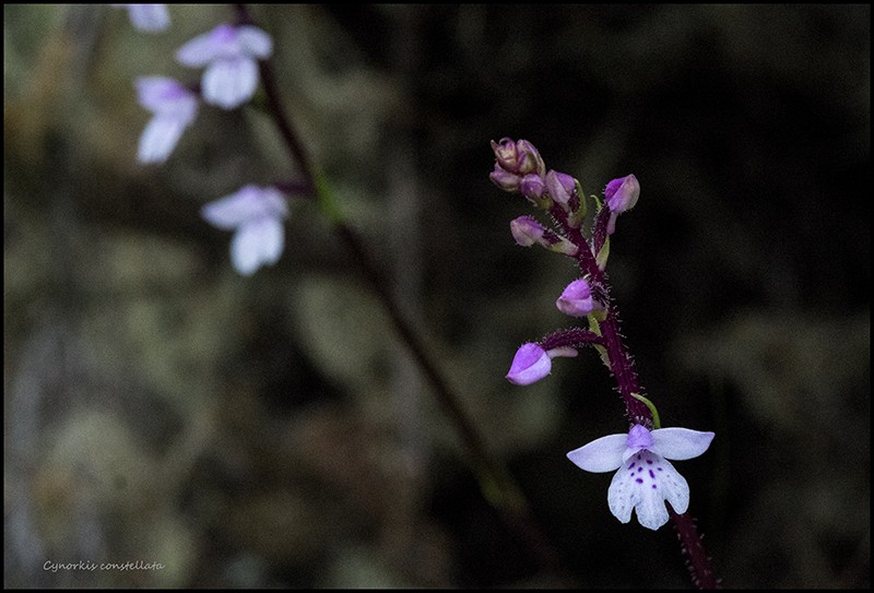Cynorkis constellata, breviplectra et satyrium Cynork42
