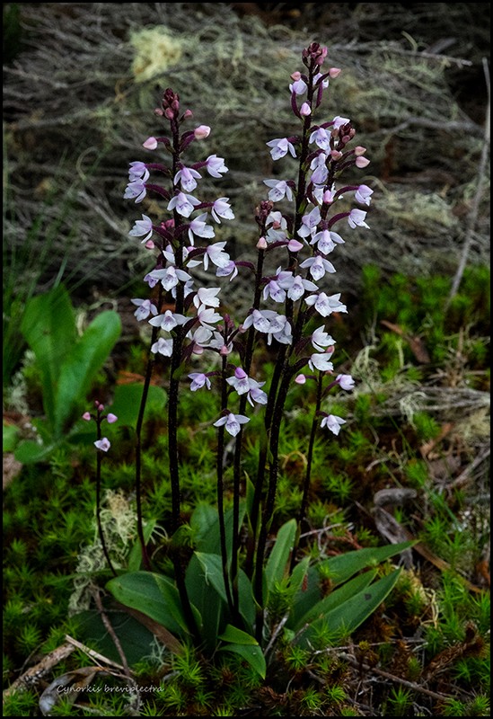 Cynorkis constellata, breviplectra et satyrium Cynork46