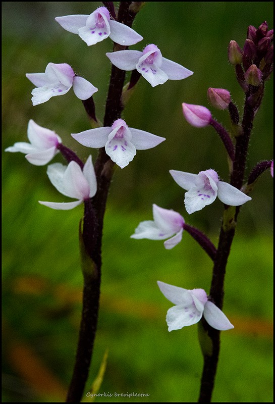 Cynorkis constellata, breviplectra et satyrium Cynork49