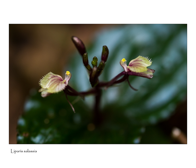 Calanthe candida la toute blanche. Lipari12