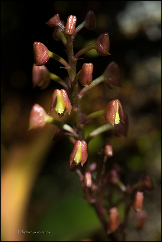 Calanthe candida la toute blanche. Polyst12