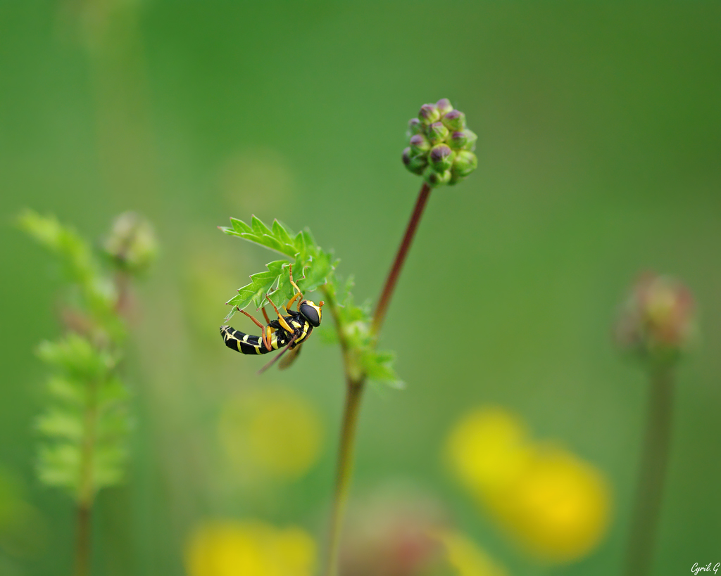 Xanthogramma pedissequum Imgp4011