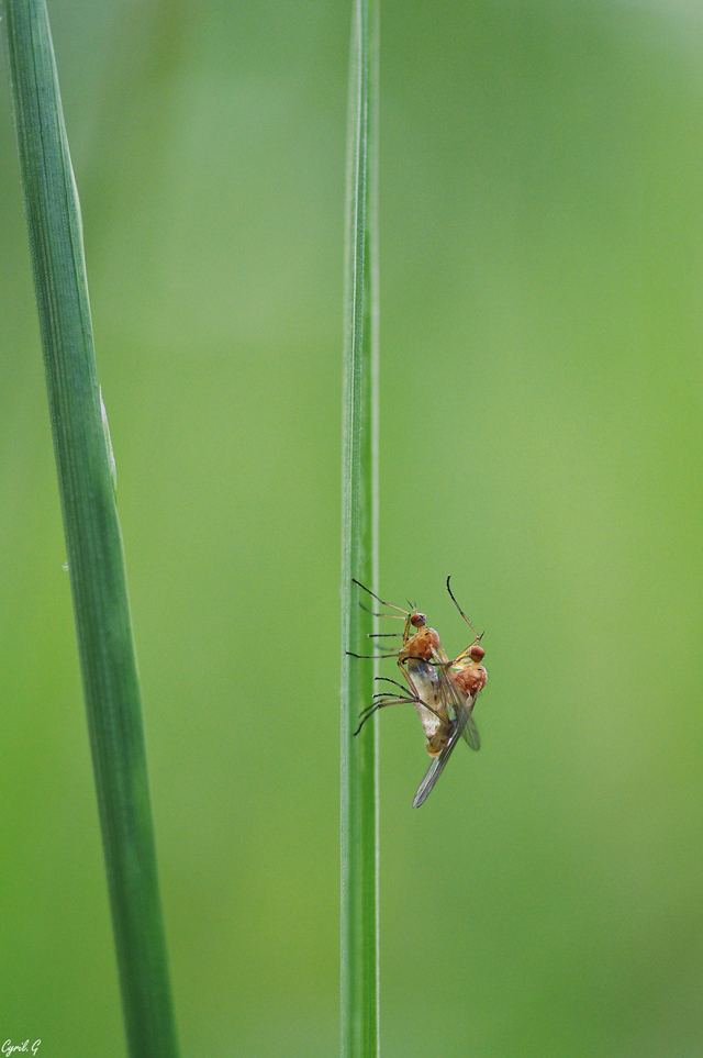 Série macro pourri Imgp4112