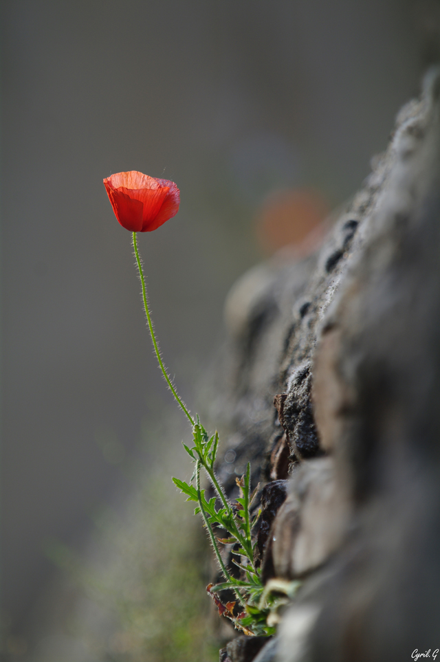 Coquelicot de murette Imgp6618