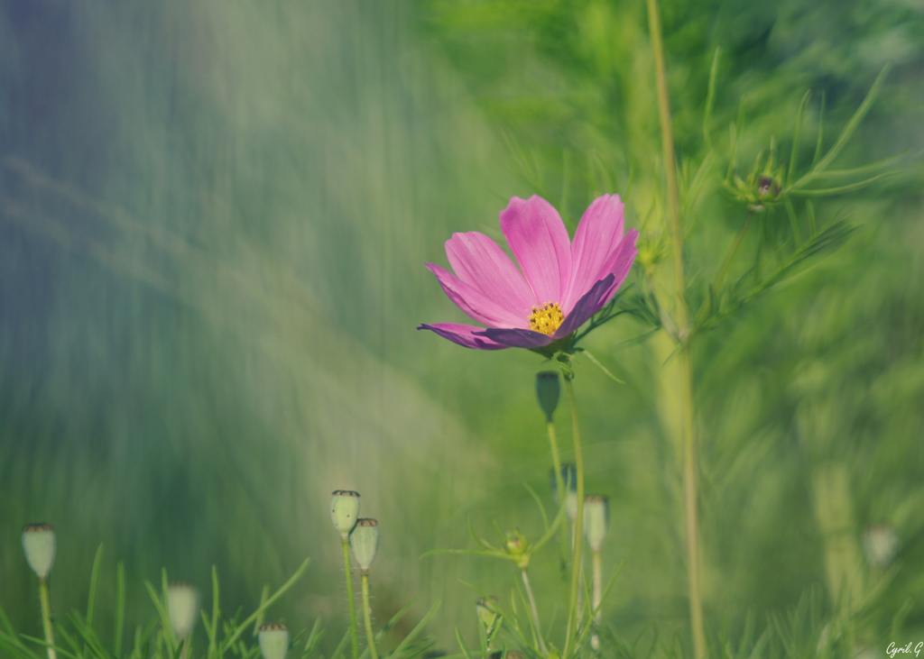 Cosmos Imgp7211