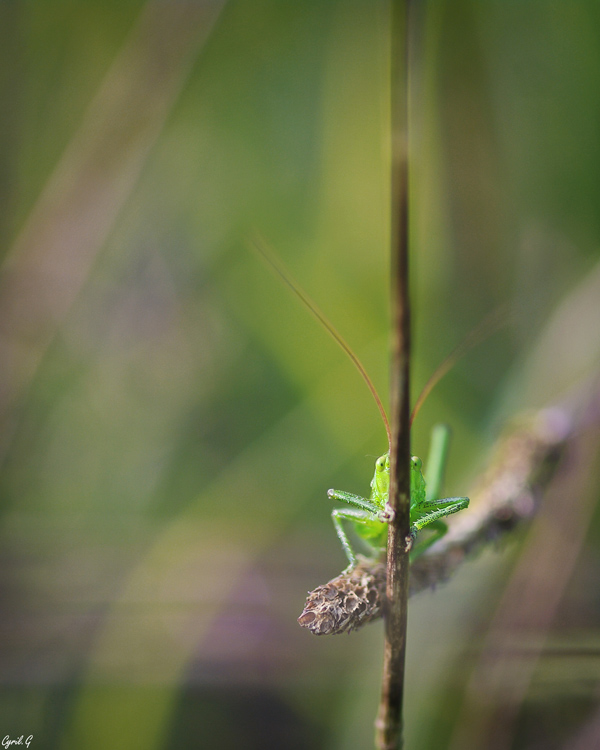 Photos du Jour 12/07/2018   Imgp9810