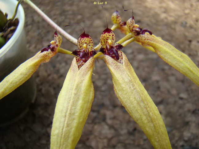 Bulbophyllum pseudopicturatum Bulbop12