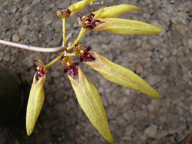 Bulbophyllum pseudopicturatum Bulbop13