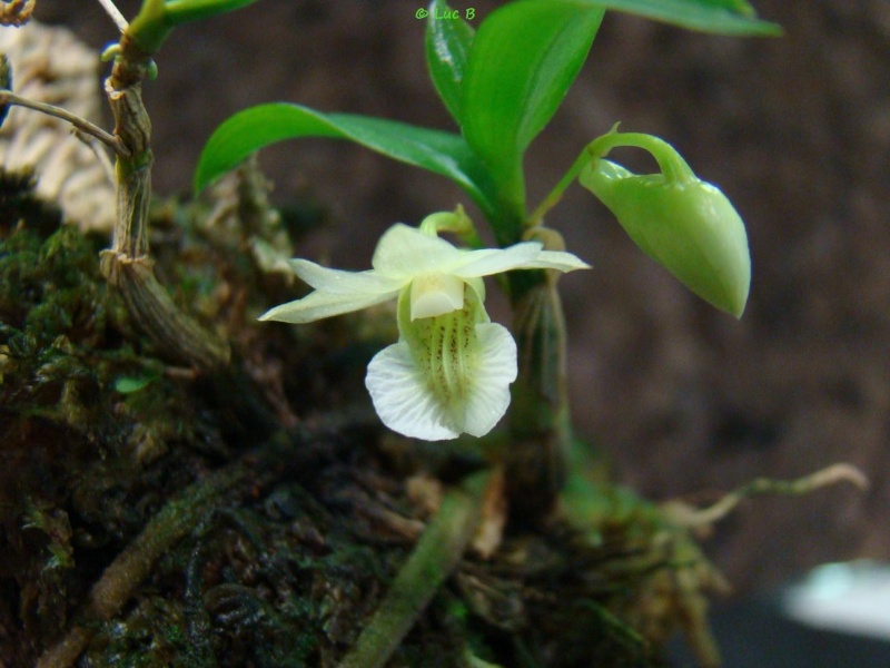 Dendrobium oligophyllum Dendro10