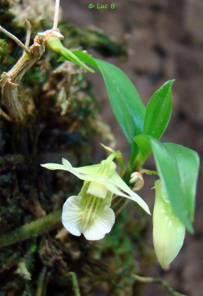 Dendrobium oligophyllum Dendro11
