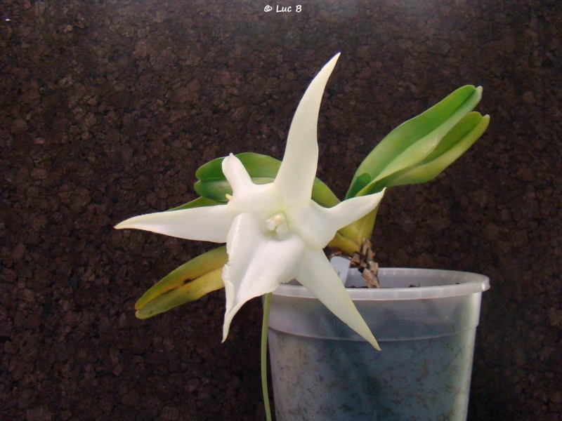 Angraecum sesquipedale Dsc03010