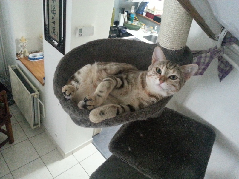 Noisette (ex Grenouille) chatonne tigrée aux reflets cuivre, née en juillet 2012 20130814
