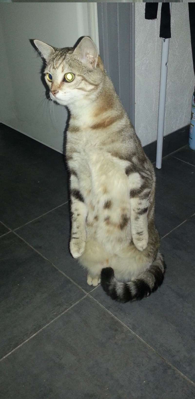 Noisette (ex Grenouille) chatonne tigrée aux reflets cuivre, née en juillet 2012 20130912