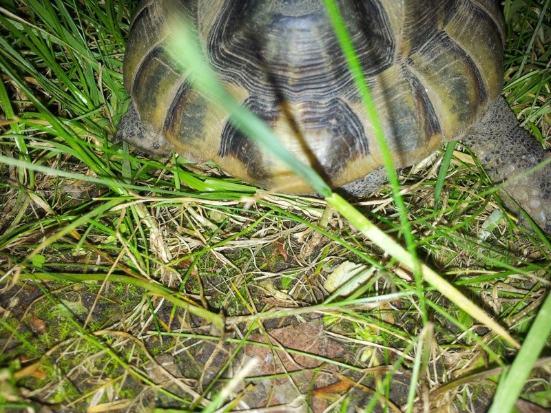 Identification de ma tortue 20140415