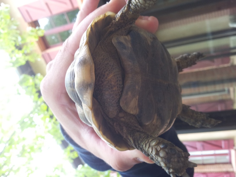 Identification de ma tortue 20140416