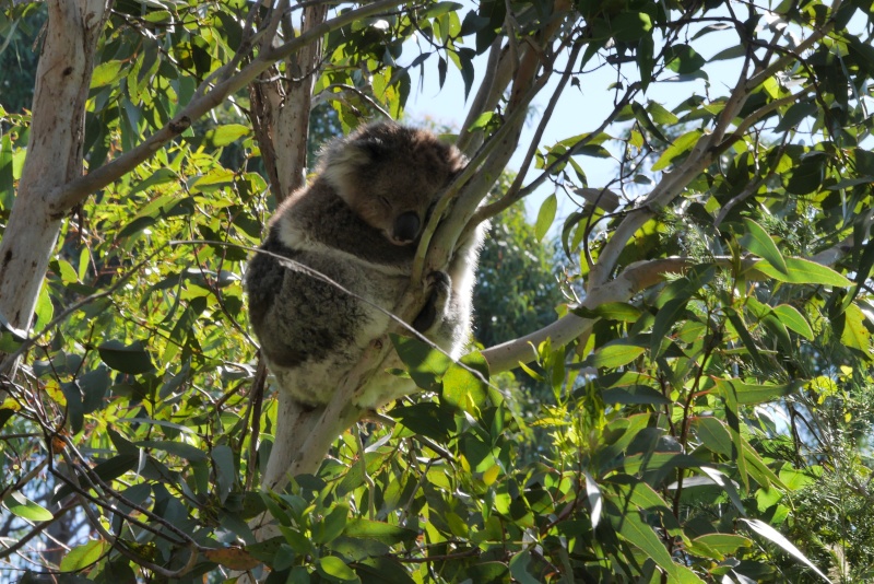 Un "petit tour" en Australie Koala10