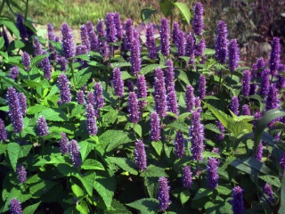 The Basic Herb Guide Hyssop10