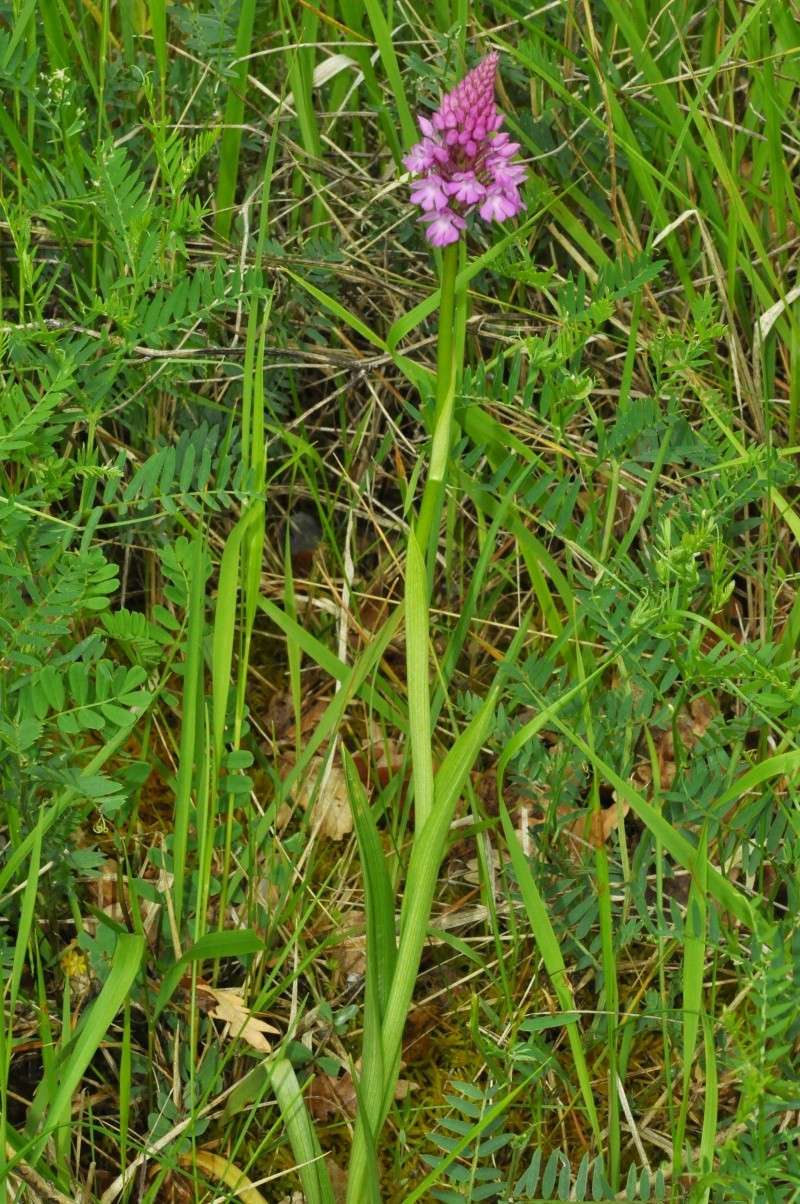 orchidées européennes Anacam14