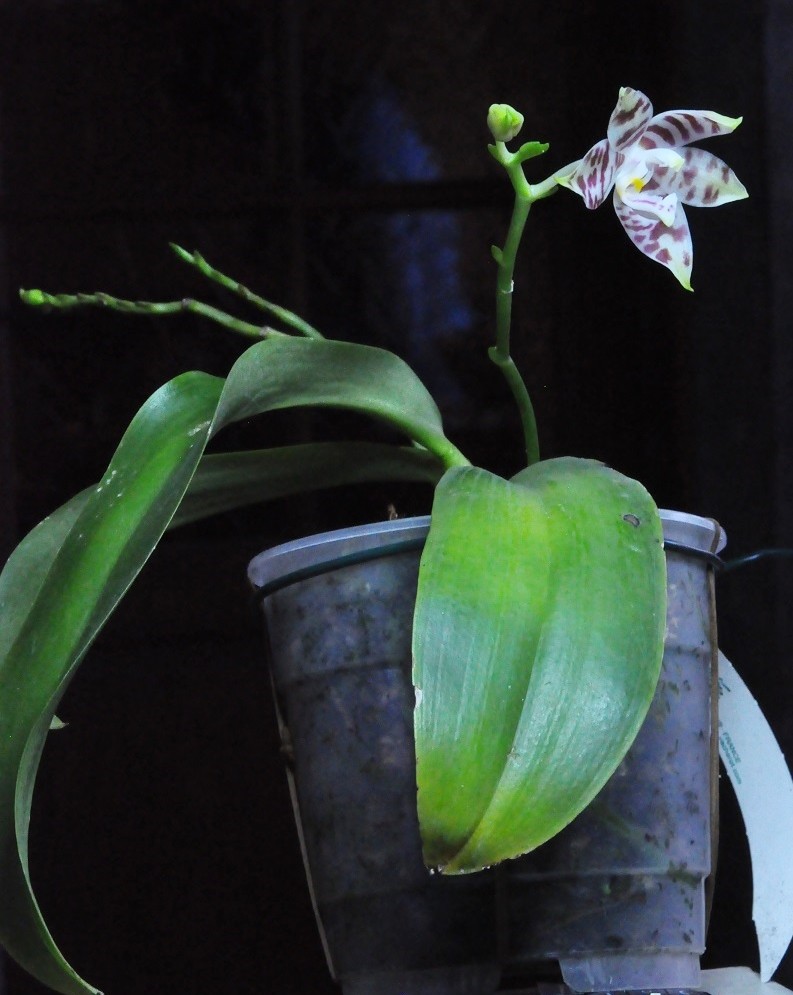 survol de Phalaenopsis amboinensis Phalae10