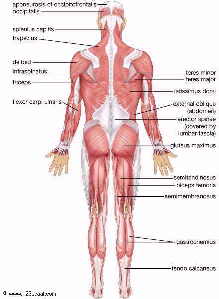 صور اسماء اجزاء جسم الانسان باللغه الانجليزيه -  Englis Muscle10