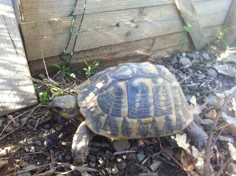 mes tortues ne dorment toujours pas  Femell17