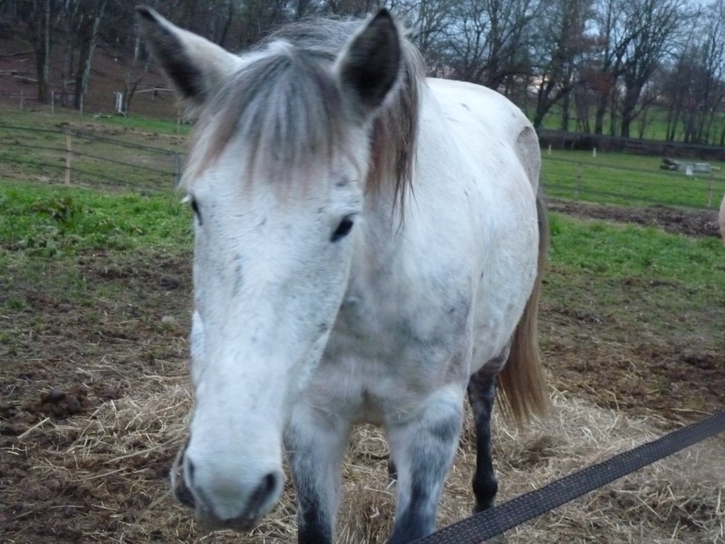 Et si on parlais de nos petits et gros poney en vrai fourrure de ...Poney ?? P1000812