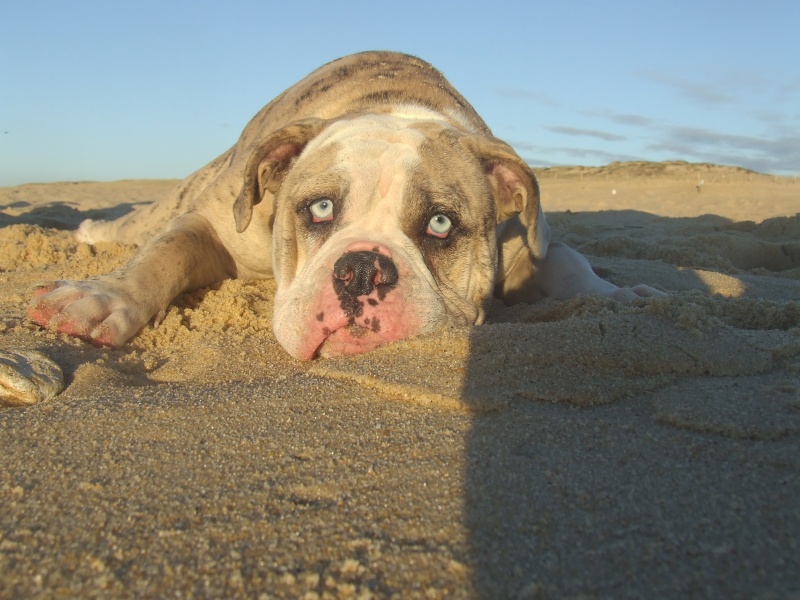 alapaha blue blood bulldog - Page 3