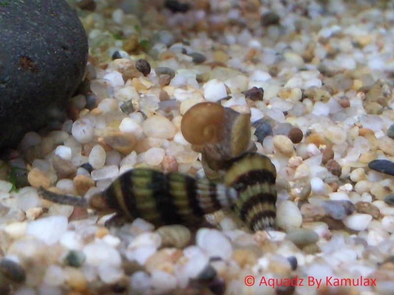 variétés d'escargots en aquariophilie  Photos11