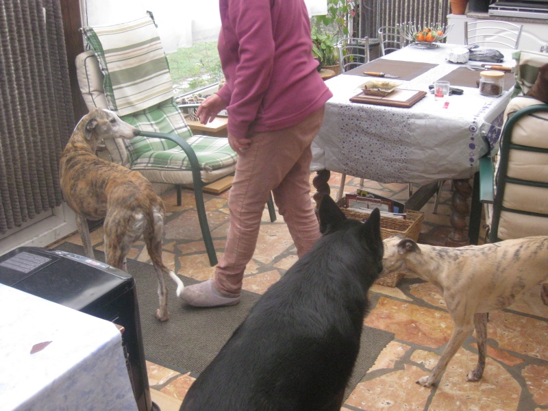 Fiona"Sofia" à l'adoption Petite galga de 9 ans tres timide Urgent ADOPTEE - Page 5 Img_0733
