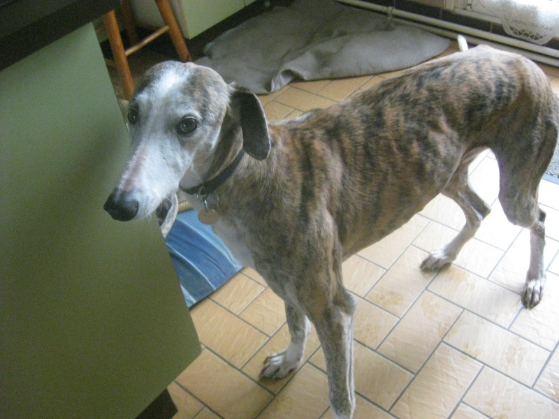 Fiona"Sofia" à l'adoption Petite galga de 9 ans tres timide Urgent ADOPTEE - Page 28 Img_1012