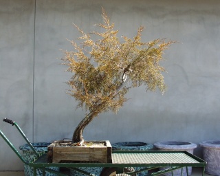 American Bonsai at the NC Arboretum - Page 9 A_3-0110