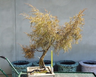 American Bonsai at the NC Arboretum - Page 9 B_3-0110