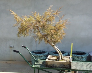 American Bonsai at the NC Arboretum - Page 9 C_3-0110