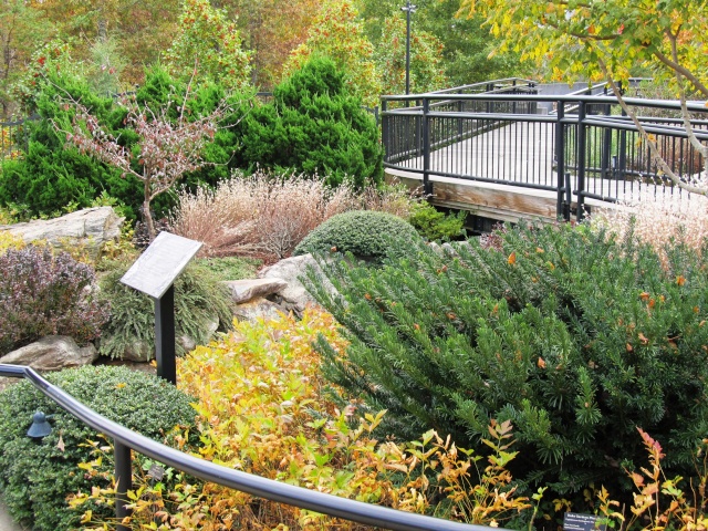 American Bonsai at the NC Arboretum - Page 5 D11