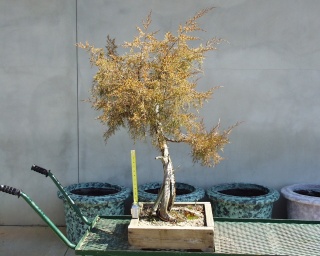 American Bonsai at the NC Arboretum - Page 9 D_3-0110