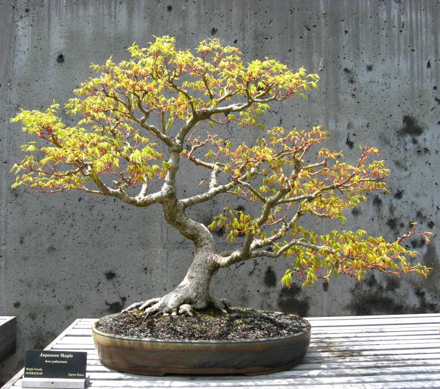 American Bonsai at the NC Arboretum - Page 10 D_japa10