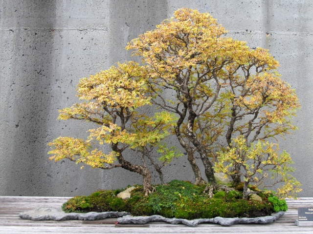 American Bonsai at the NC Arboretum - Page 6 E13