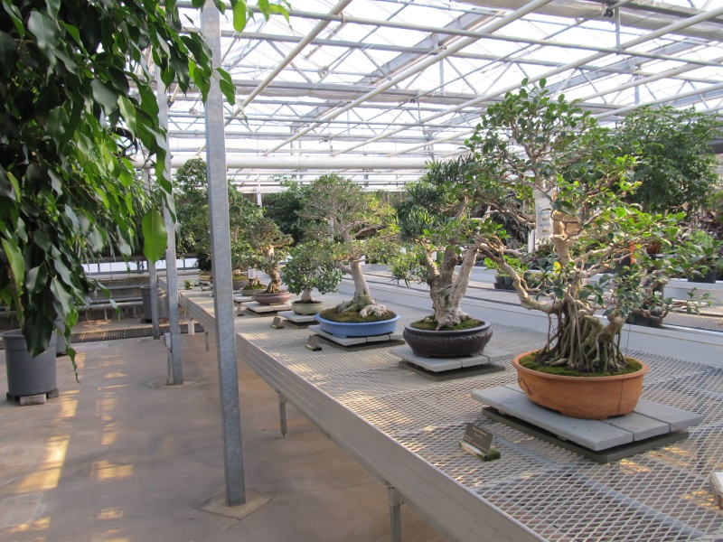 American Bonsai at the NC Arboretum - Page 6 E16