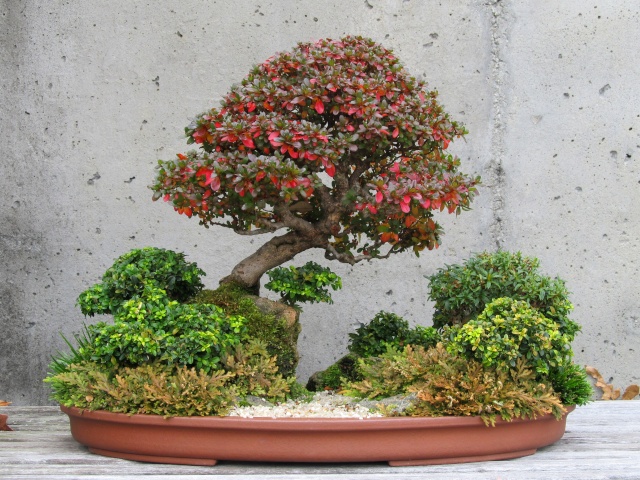 American Bonsai at the NC Arboretum - Page 5 F13