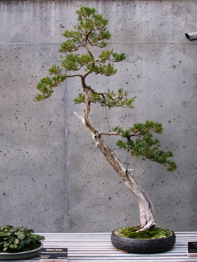 American Bonsai at the NC Arboretum - Page 9 F_11-010