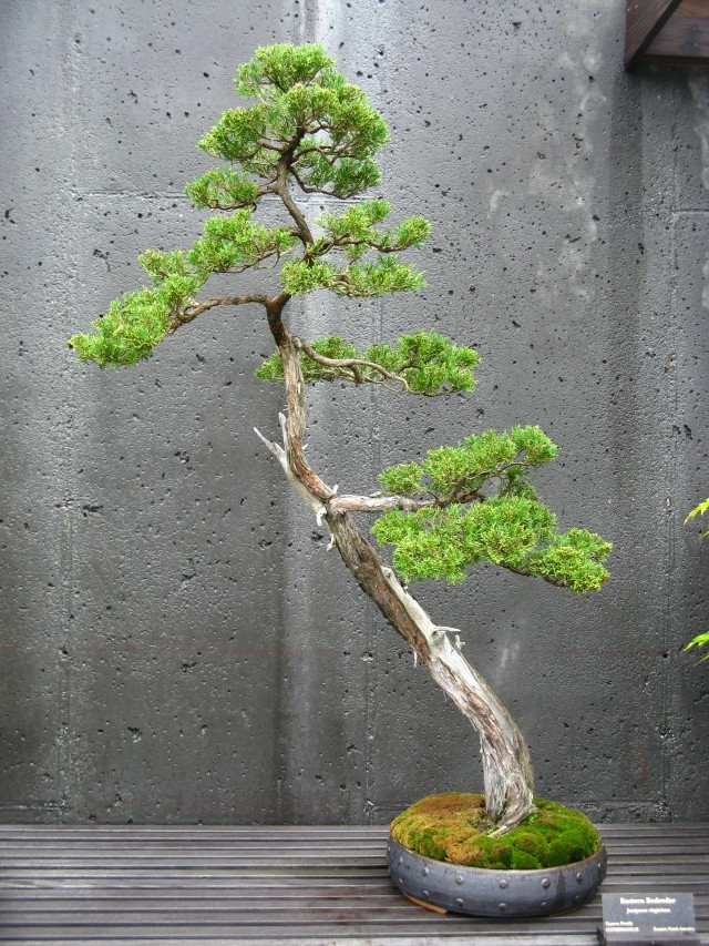 American Bonsai at the NC Arboretum - Page 9 H1_9-110