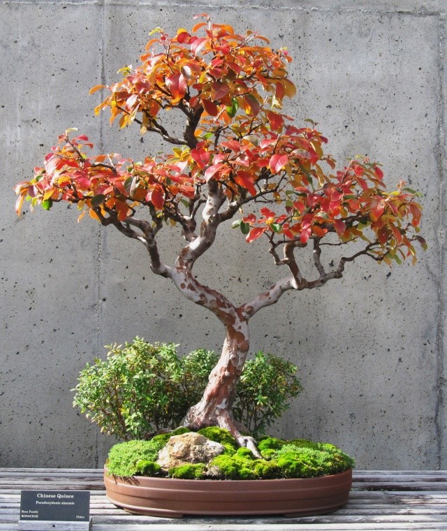 American Bonsai at the NC Arboretum - Page 5 I14