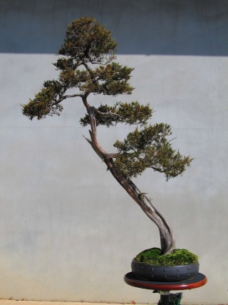 American Bonsai at the NC Arboretum - Page 9 Img_6910